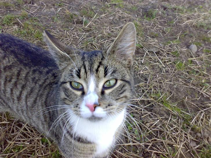 Huskat Prop <3 R.I.P. - 3) taget med mobilen  billede 3