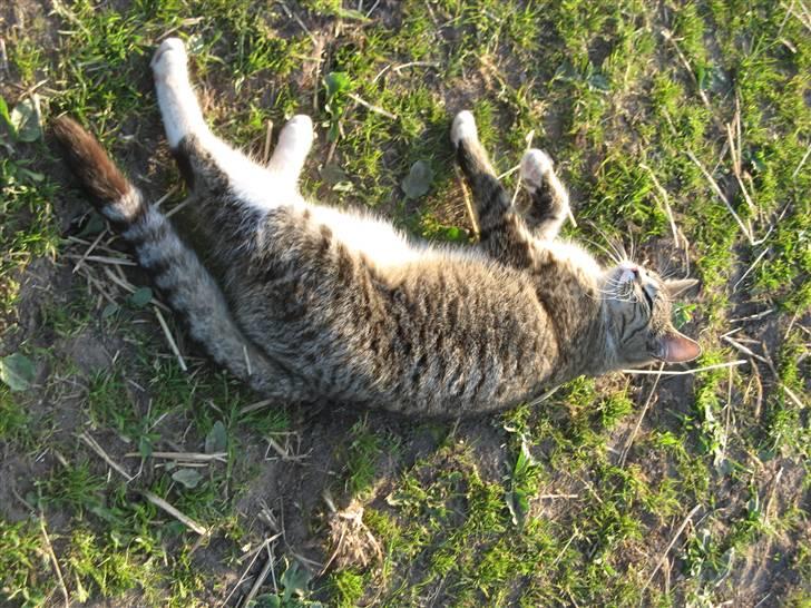 Huskat Prop <3 R.I.P. - 4)  billede 4