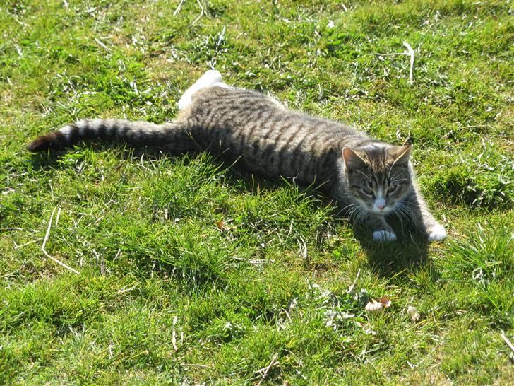 Huskat Prop <3 R.I.P. - 5) billede 5