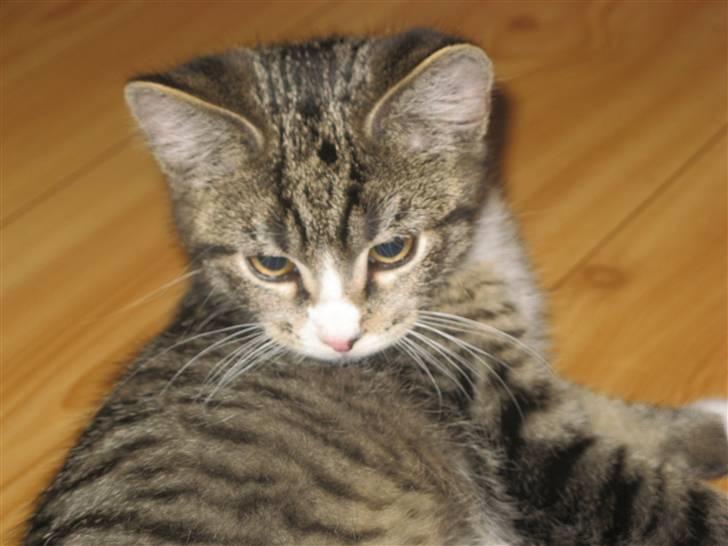 Huskat Prop <3 R.I.P. - 6) Da han næsten lige var kommet ;) billede 6