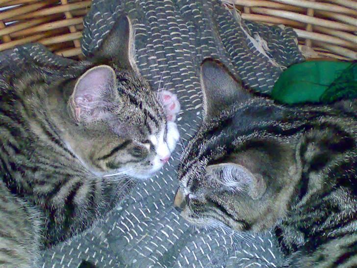 Huskat Prop <3 R.I.P. - 7) ham og hans bror <3 billede 7