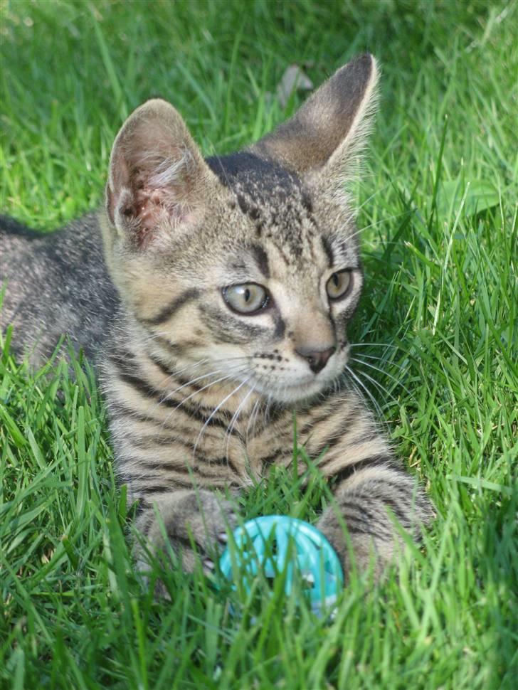 Huskat Speedi - 1) mange flere billeder kommer ;)nej igen af mine billeder må kopires elller bruges af andre ind mig  billede 1