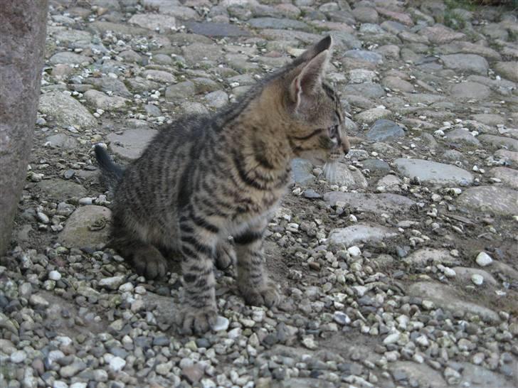 Huskat Speedi - 2) billede 2