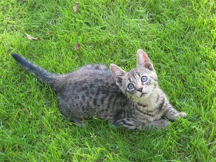 Huskat Speedi - 3) billede 3