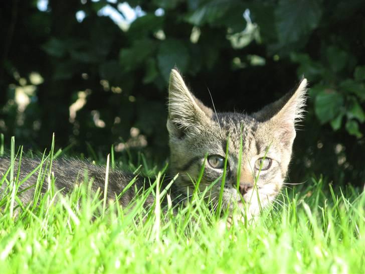 Huskat Speedi - 4) billede 4