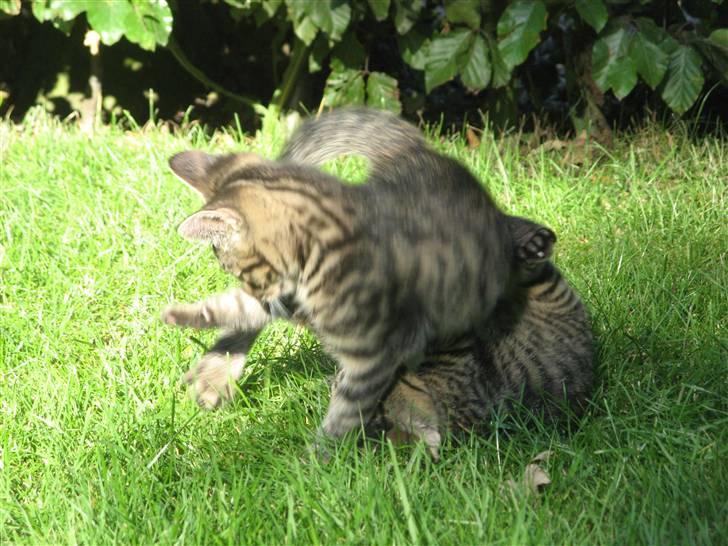 Huskat Speedi - 5) sloges kamp med hans bror  billede 5