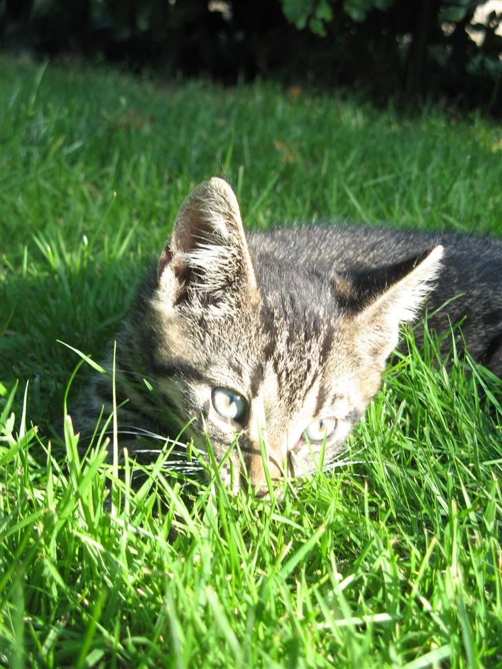 Huskat Speedi - 6) billede 6