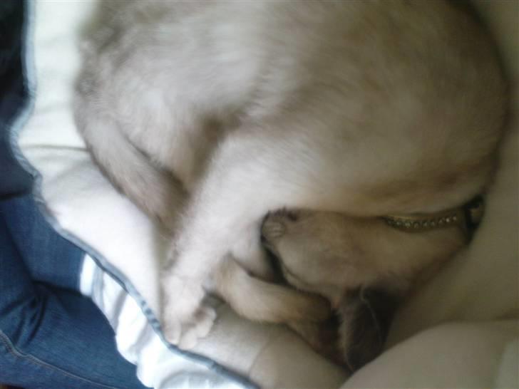 Burmilla Milo - Helt krøllet sammen :) billede 10