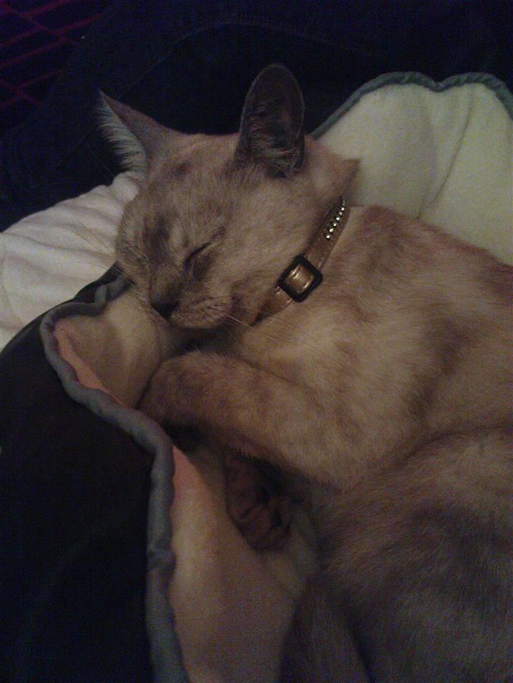 Burmilla Milo - Mmm min kurv er god! billede 11