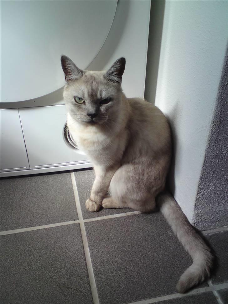 Burmilla Milo - Linselus ;) billede 12