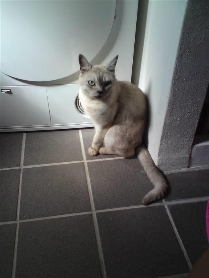 Burmilla Milo - Hej mor! billede 13