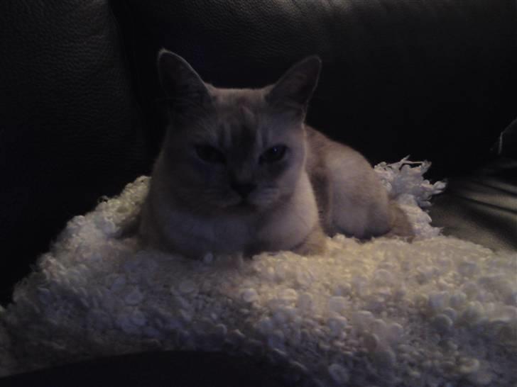 Burmilla Milo - Godt tæppe - Elvis er også fan af det... billede 14