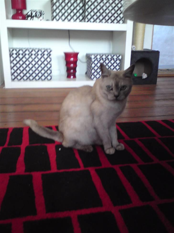 Burmilla Milo - Er der gogbider hvis jeg kigger på dig? billede 15