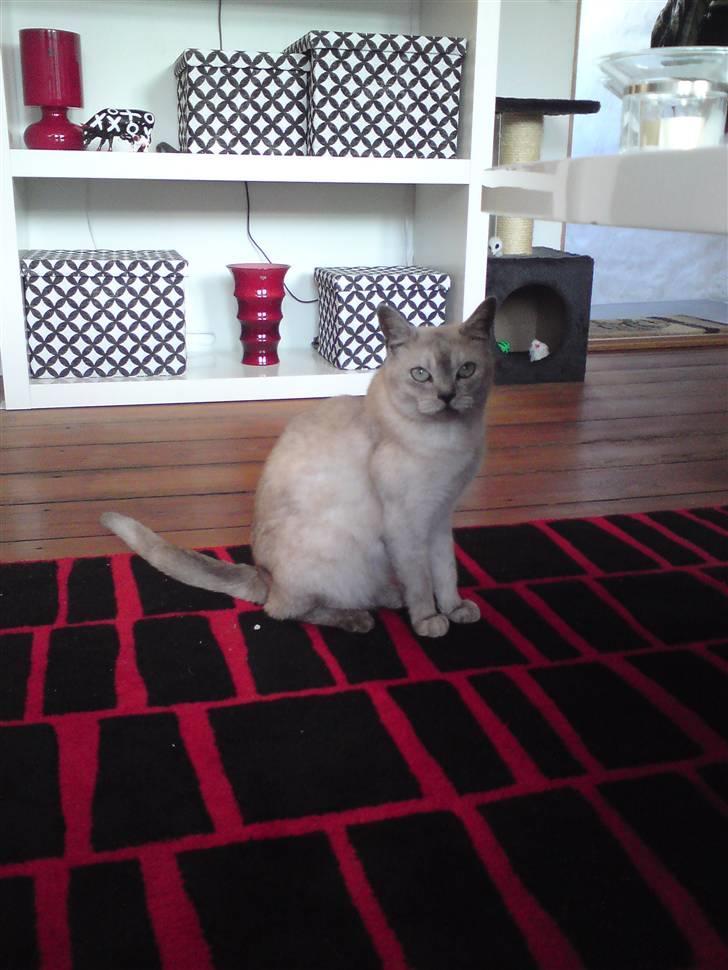 Burmilla Milo - Hej igen... billede 16