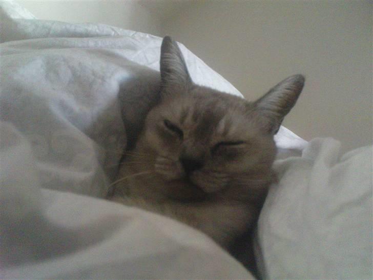 Burmilla Milo - Mmm en dyne for mig selv! billede 17