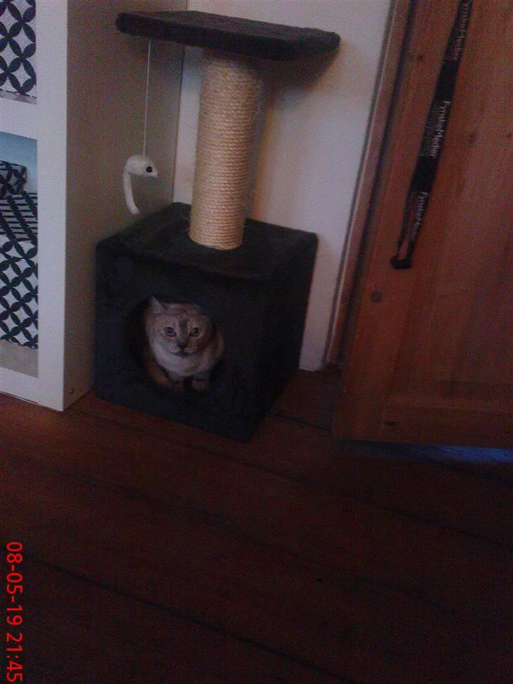 Burmilla Milo - Tit tit! billede 18