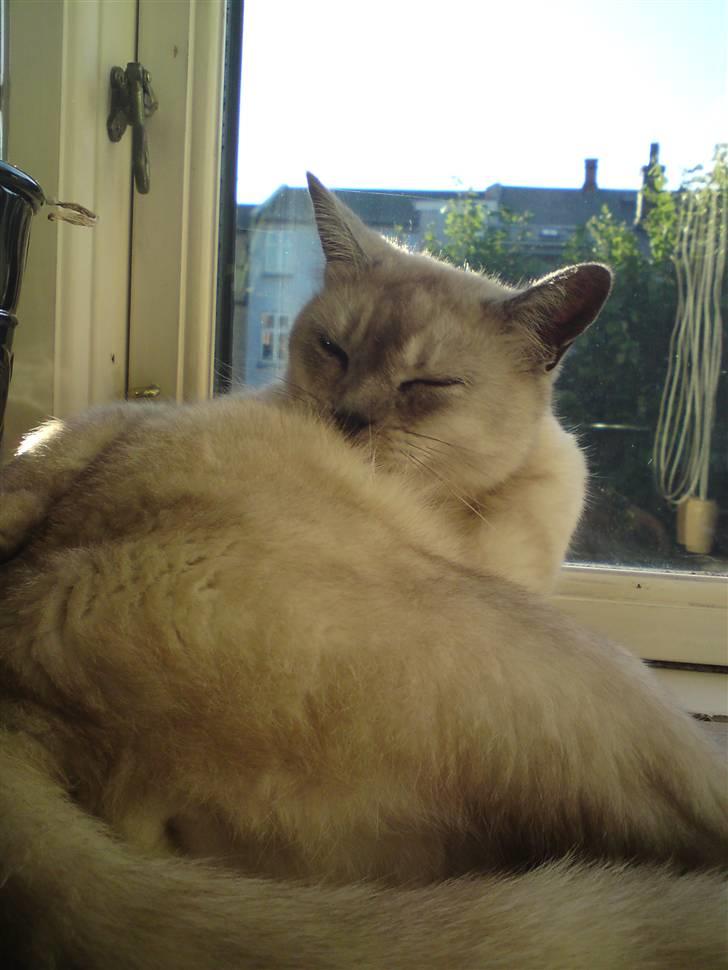 Burmilla Milo - Tager lige et bad.. billede 19