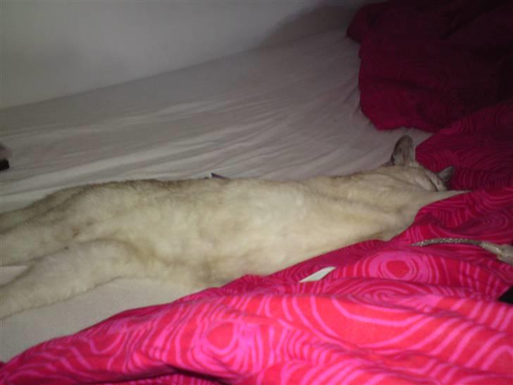 Burmilla Milo - Zzzz... billede 20