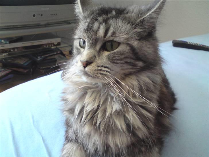 Maine Coon Bella - Dejlige bella  billede 1