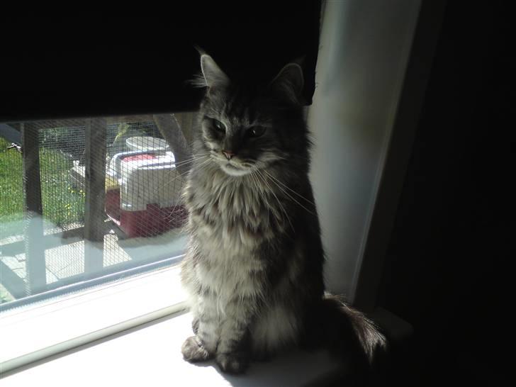 Maine Coon Bella billede 2