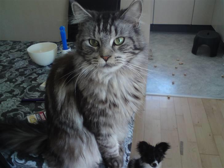 Maine Coon Bella billede 3