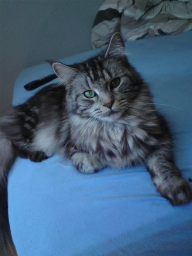 Maine Coon Bella billede 4