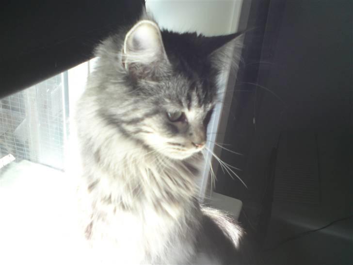 Maine Coon Bella billede 5