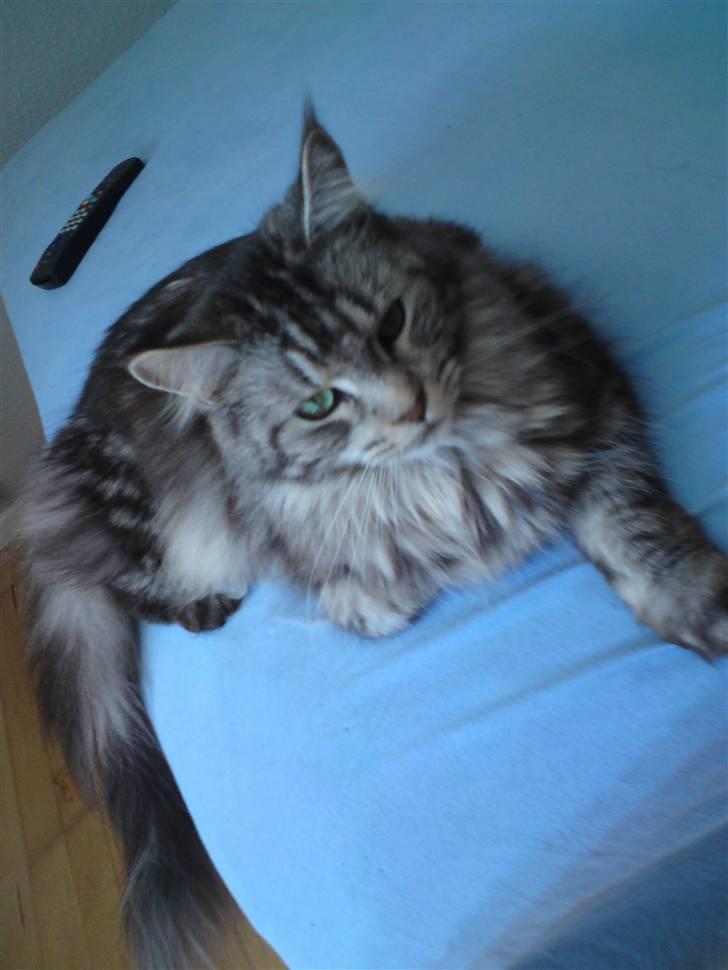 Maine Coon Bella billede 6