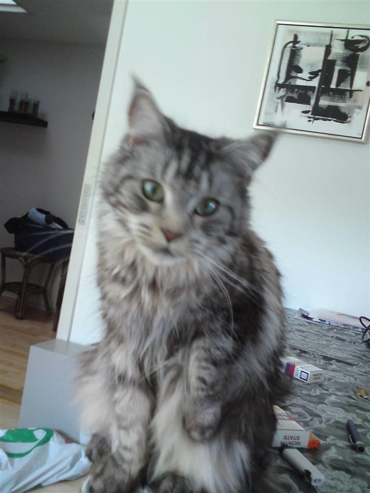 Maine Coon Bella billede 7
