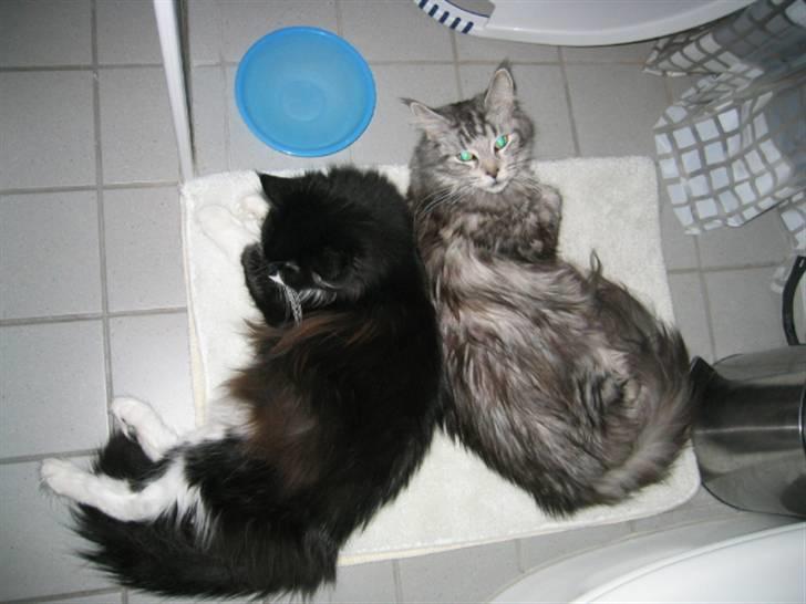 Maine Coon Bella - gammel Billede men Daisy vores anden Maine Coon er med på billedet billede 8