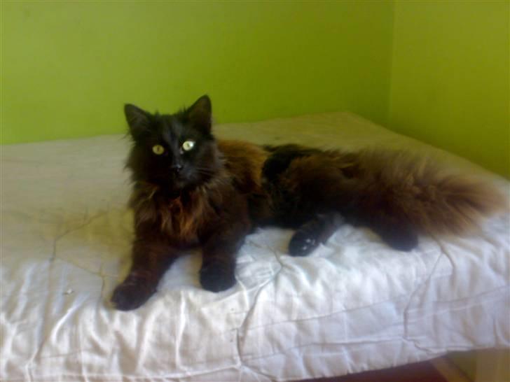 Norsk Skovkat Dk Freki's Lille Myr billede 1