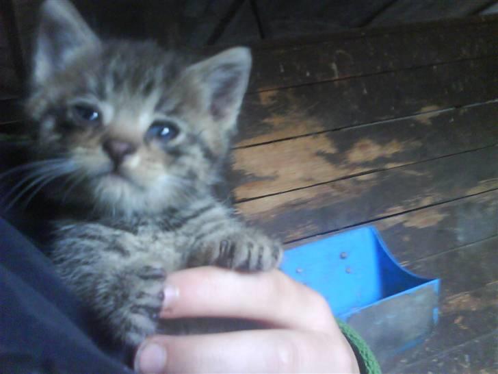 Blanding af racer magnus - savnet ;'( - velkommen til søde magnus´ profil <33 magnus som lille killing <3 hans øjne ser lidt underlige ud, men det er fordi han havde øjn betendelse den gang ;S ;) billede 1