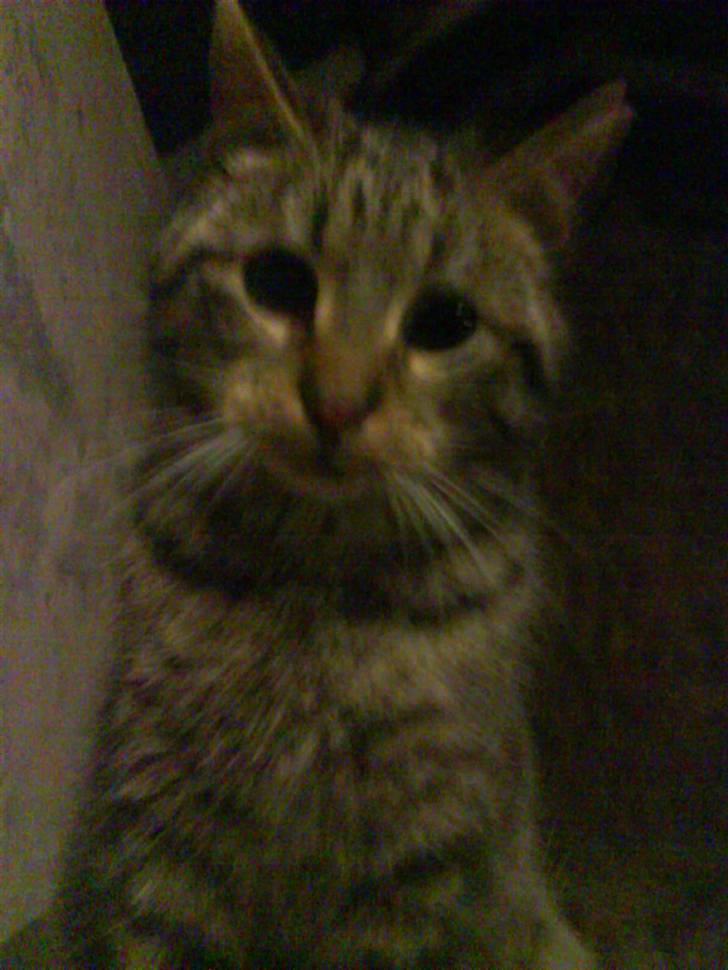 Blanding af racer magnus - savnet ;'( - min dejlige han mis <3 billede 2