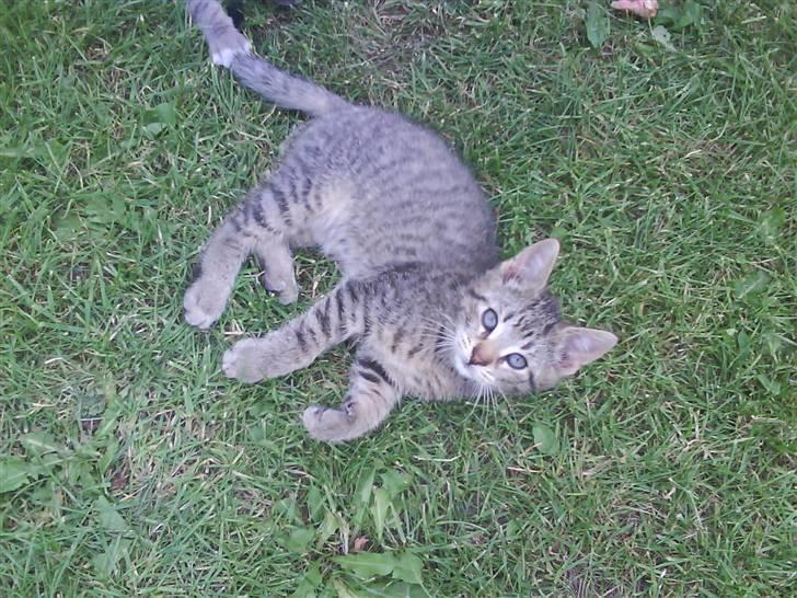 Blanding af racer magnus - savnet ;'( - hygge ude på græs-plænen billede 4