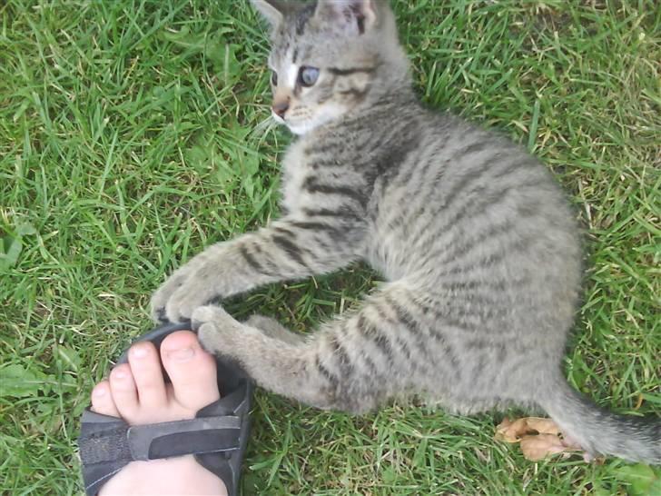 Blanding af racer magnus - savnet ;'( - han ligger og leger med mine tær xD billede 5