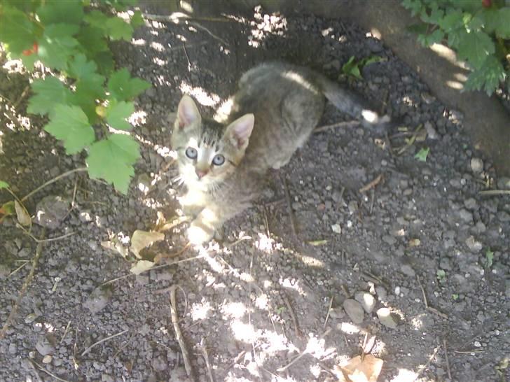 Blanding af racer magnus - savnet ;'( - nutted..? billede 6