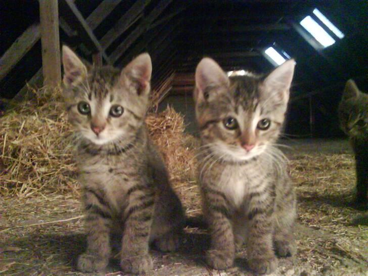 Blanding af racer magnus - savnet ;'( - magnus og fru jørnsen <´333 billede 7