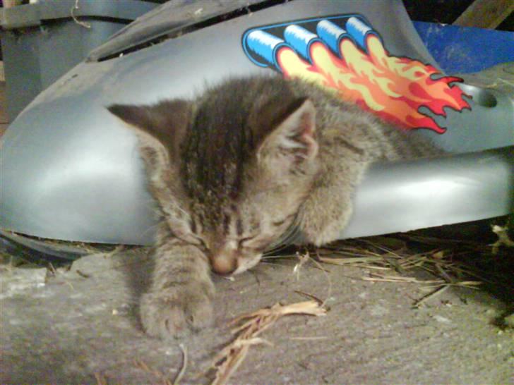 Blanding af racer magnus - savnet ;'( - elsker den killing <33 billede 8