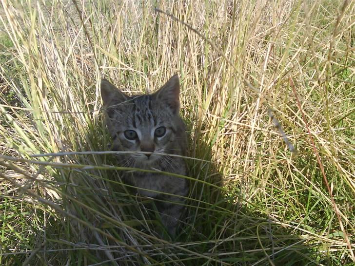 Blanding af racer magnus - savnet ;'( - godt billed <´33 billede 9