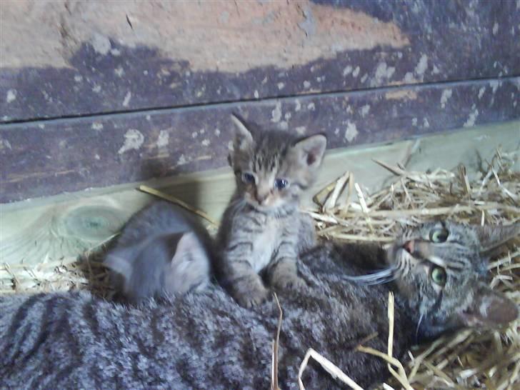 Blanding af racer magnus - savnet ;'( - sofie, magnus og mor: oline :o) billede 10