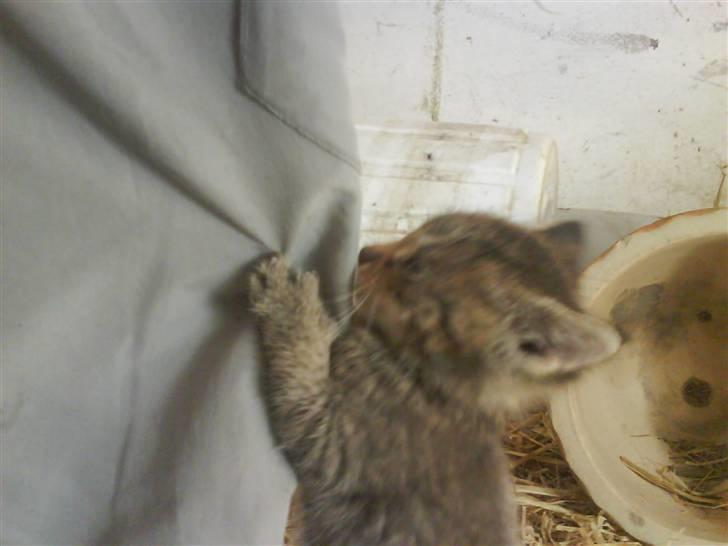 Blanding af racer magnus - savnet ;'( - magus prøver at kravle op til min veninde maja :o) billede 11