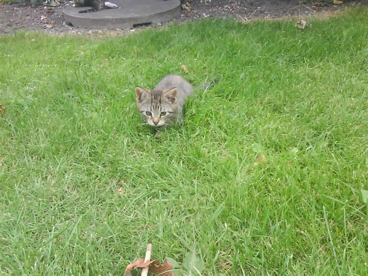 Blanding af racer magnus - savnet ;'( billede 12