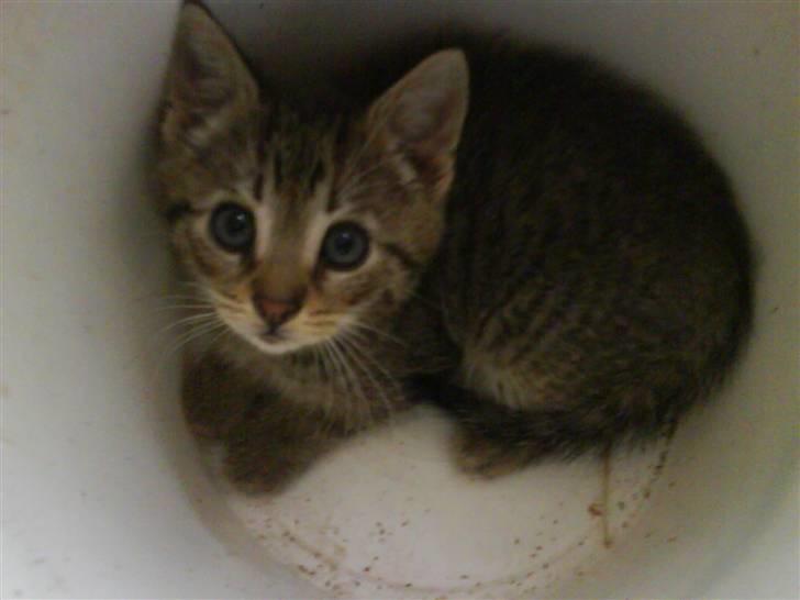 Blanding af racer magnus - savnet ;'( - se lige hvor store og blå hans øjne er <33 billede 13