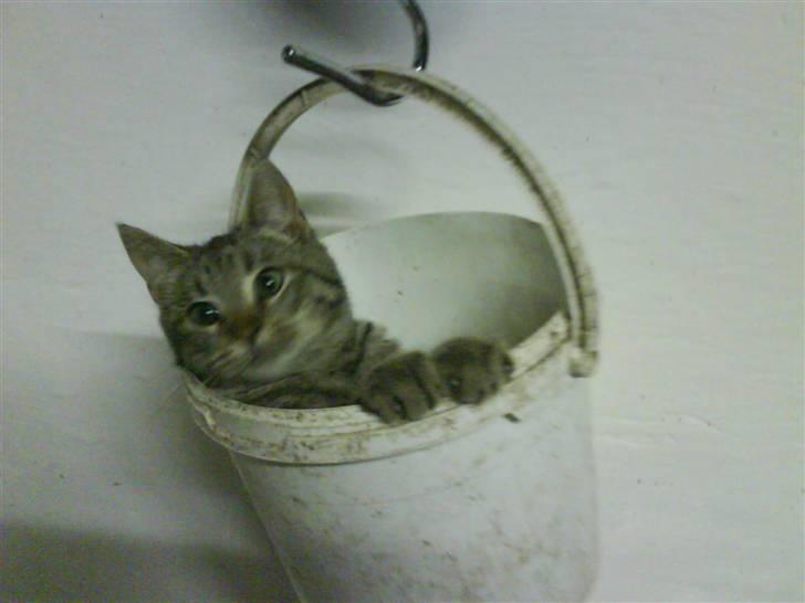 Blanding af racer magnus - savnet ;'( - magnus elsker at sidde oppe i foderspanden, og blive gynget frem og tilbage xD :D  billede 14