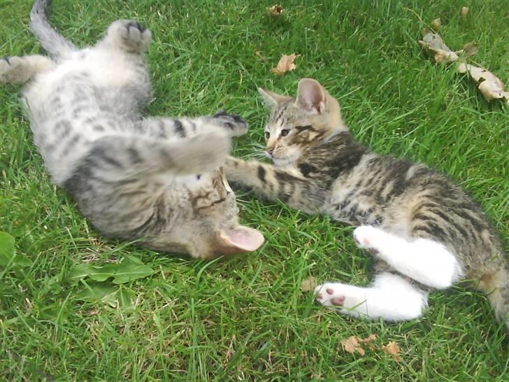 Blanding af racer magnus - savnet ;'( - det er så sjovt at lege med joey (som er en hun mis ) xD billede 15