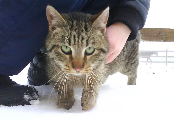 Blanding af racer magnus - savnet ;'( - man er jo blevet en fin stor han mis nu :D  billede 16