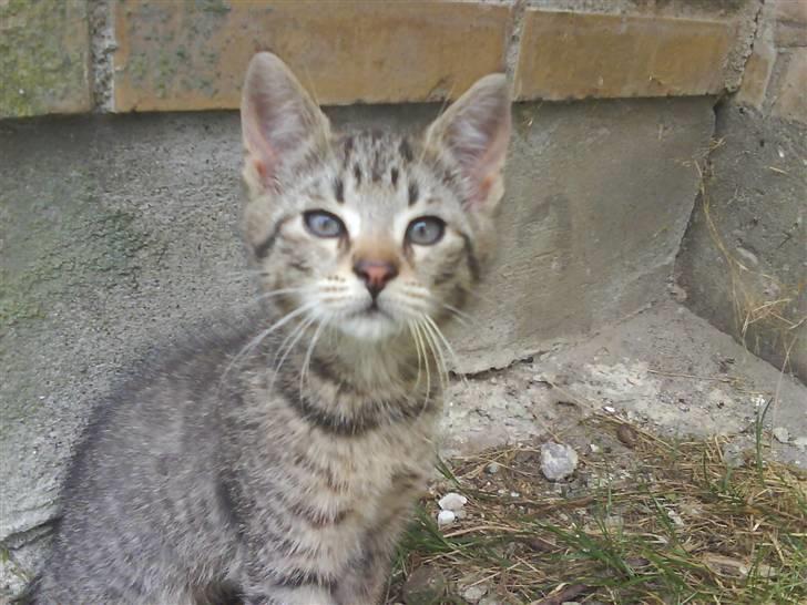 Blanding af racer magnus - savnet ;'( - i am the king :D billede 17