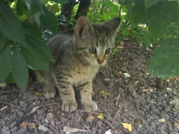 Blanding af racer magnus - savnet ;'( - smukke lille dreng <´333 billede 18