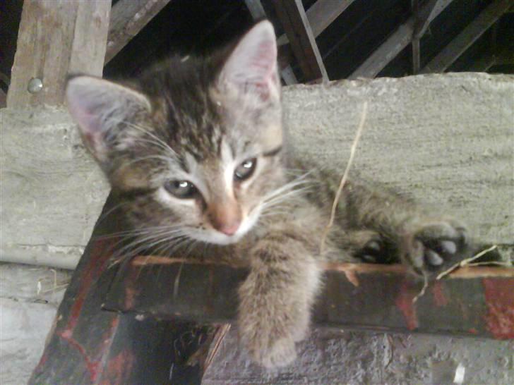 Blanding af racer fru jørnsen - savnet :'S - velkommen til smukke fru jørnsen´s profil <33 billede 1