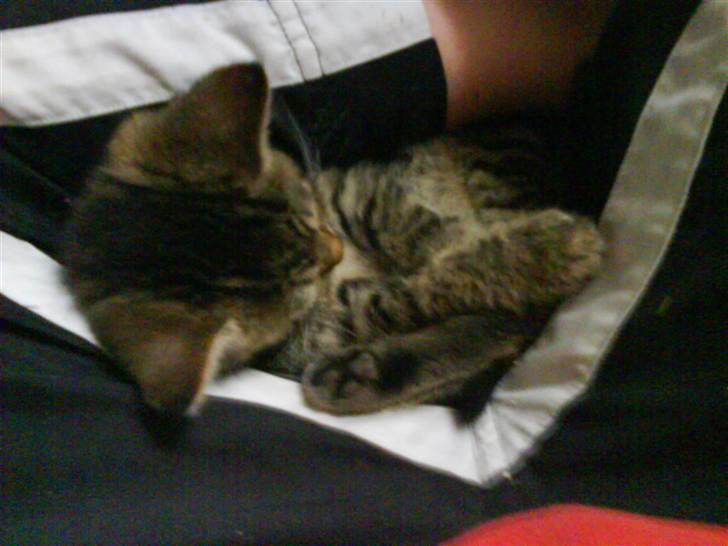 Blanding af racer fru jørnsen - savnet :'S - nåå ja, sådan kan man vel også ligge XD billede 2